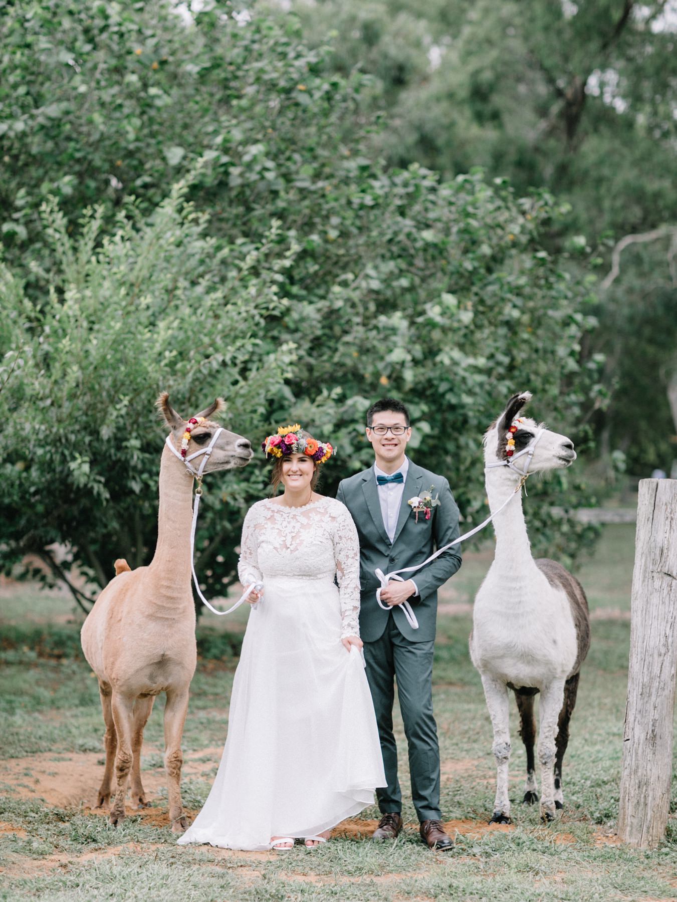 bride and groom with wedding llamas
